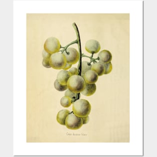 Vintage Green Grape Horticultural review (1850) Posters and Art